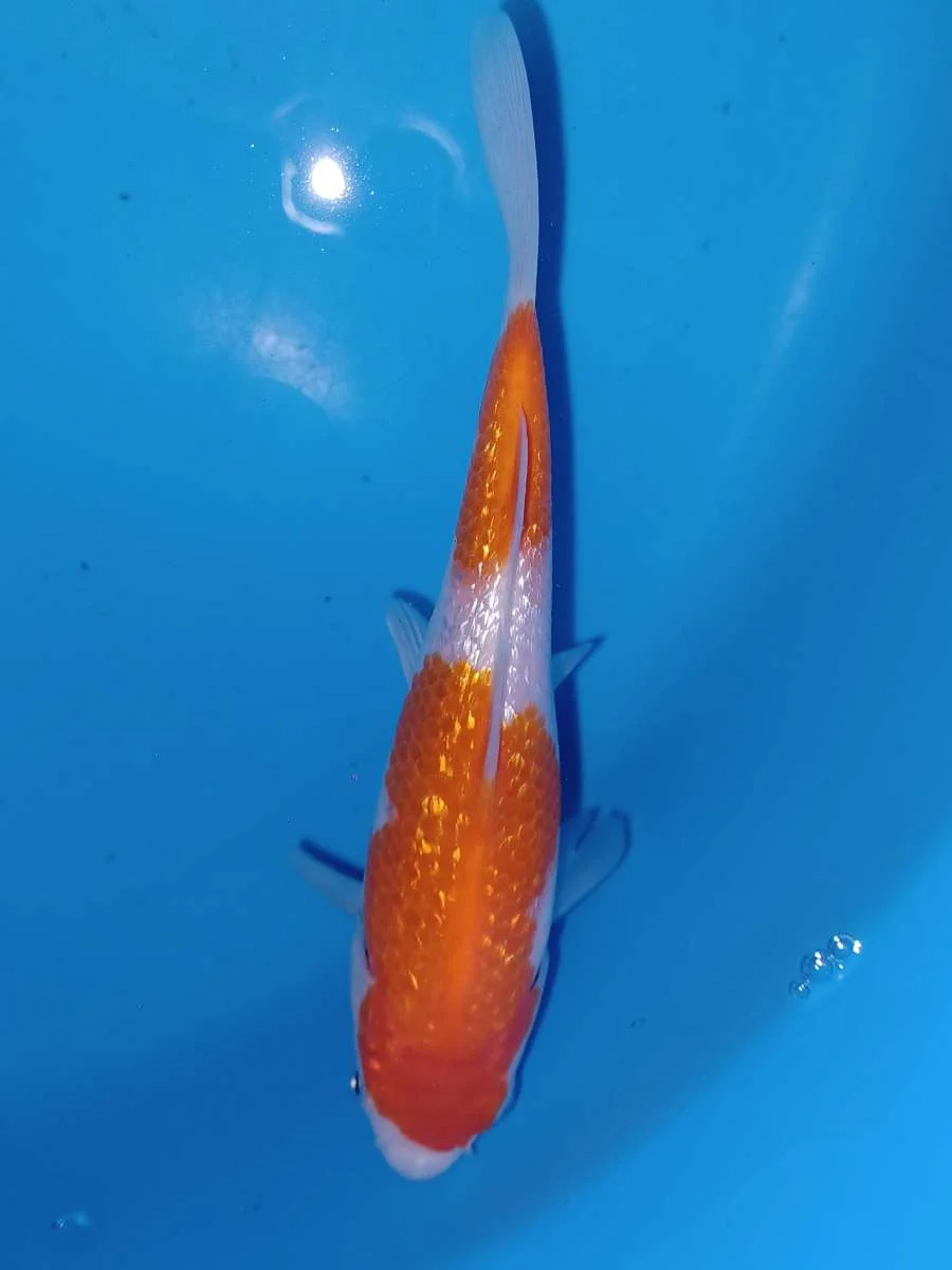 Gin Rin Kohaku k003 - Image 2