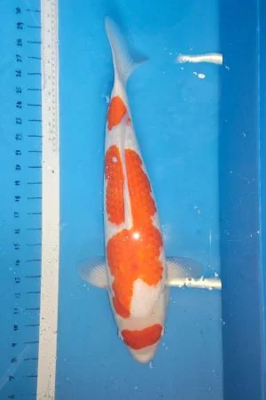 Kohaku 52cm