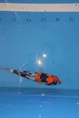 Showa Doitsu 20-25cm