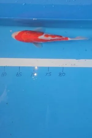 Kohaku Doitsu 25-30cms
