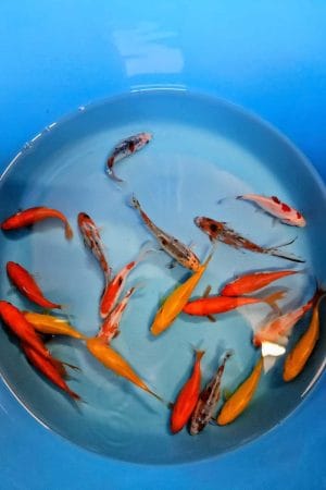 Pondfish Mix 4-5 inch ( 1 red comet, 1 yellow comet, 1 sarasa comet and 1 shubunkin)