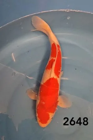 Kohaku 40cm