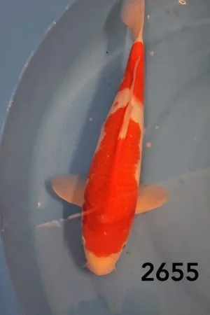 Kohaku 40cm