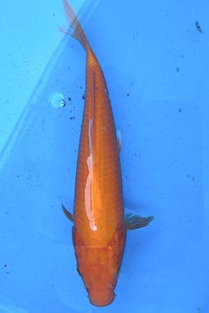 Benigoi